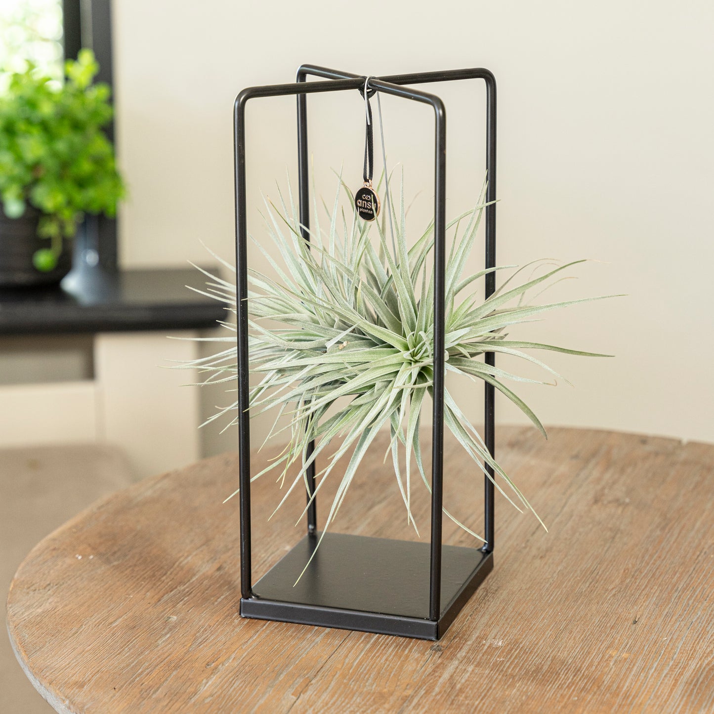 Tillandsia Silver vierkant