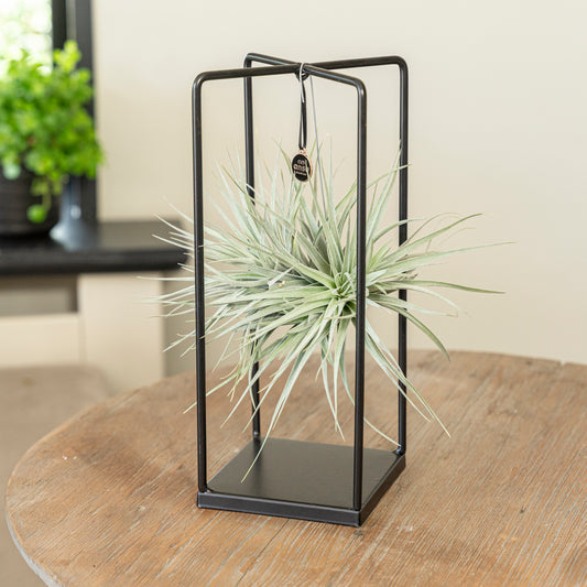 Tillandsia Silver vierkant