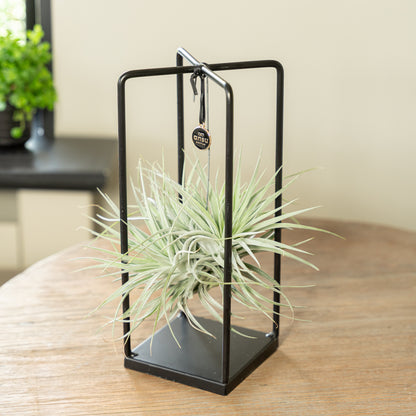 Tillandsia Silver
