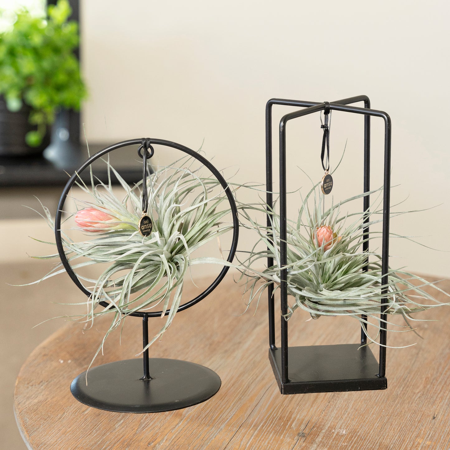 Tillandsia Silver bloei