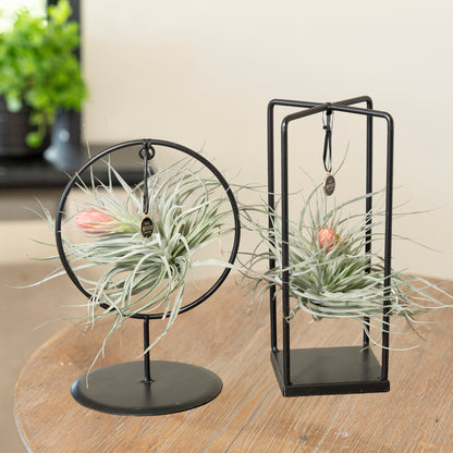 Tillandsia Silver bloei
