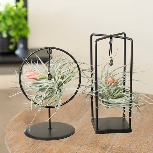 Tillandsia Silver en fleurs