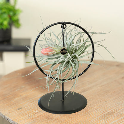 Tillandsia Silver bloei