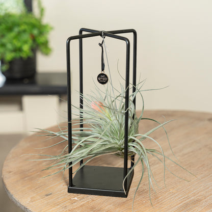 Tillandsia Silver bloei