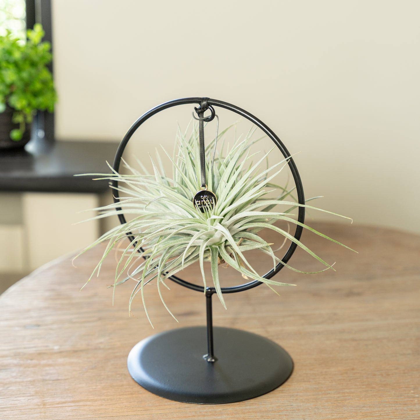 Tillandsia Silver cirkel