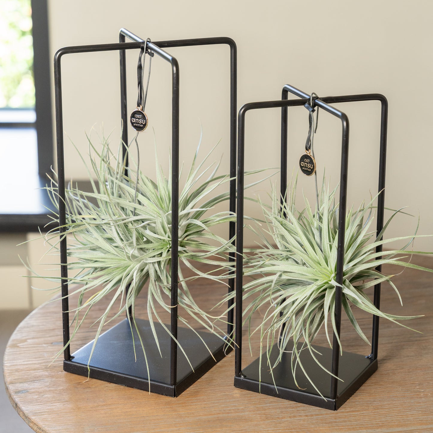 Tillandsia Silver