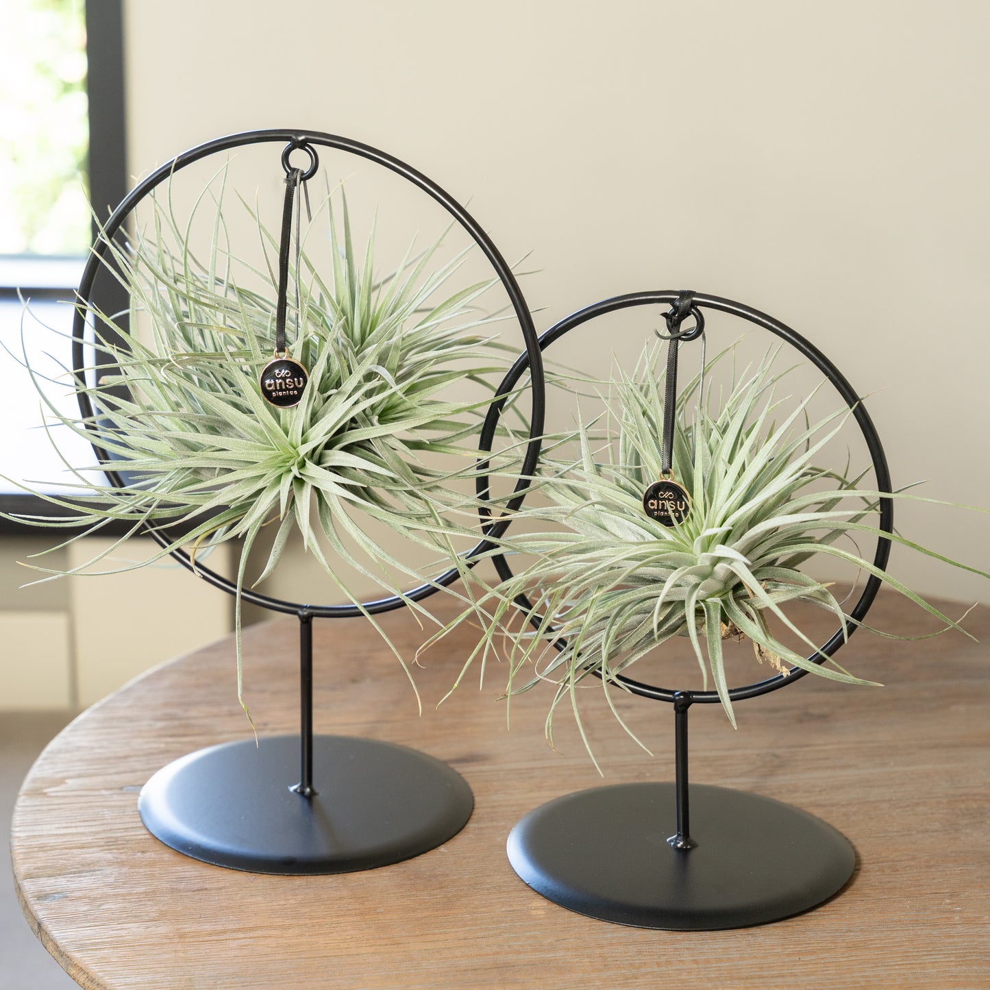 Tillandsia Silver cirkel