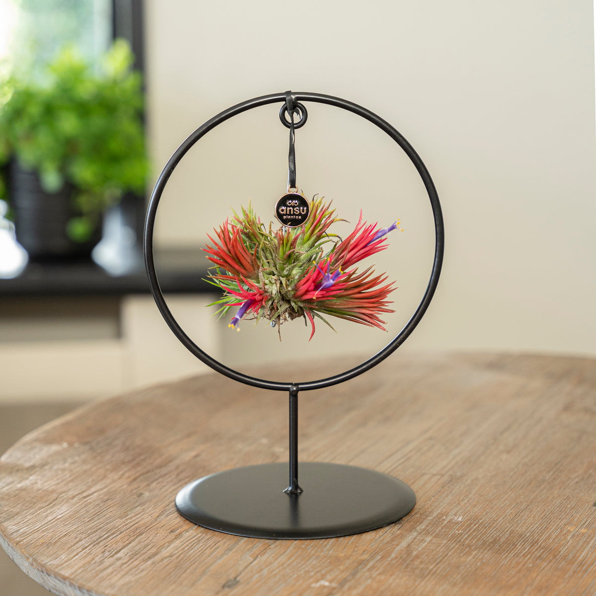 Tillandsia Spikey bloeiend cirkel