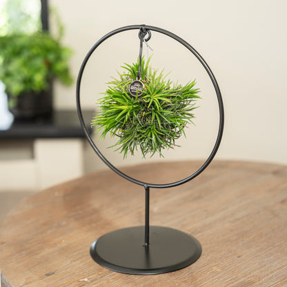 Tillandsia Spikey cirkel