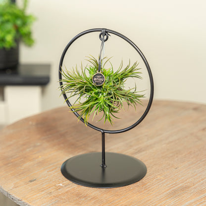 Tillandsia Spikey cirkel