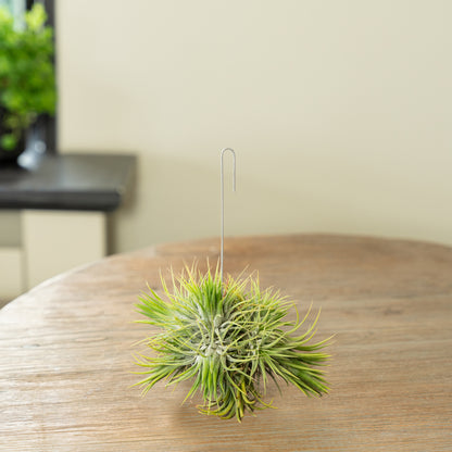 Tillandsia Spikey Silver lose
