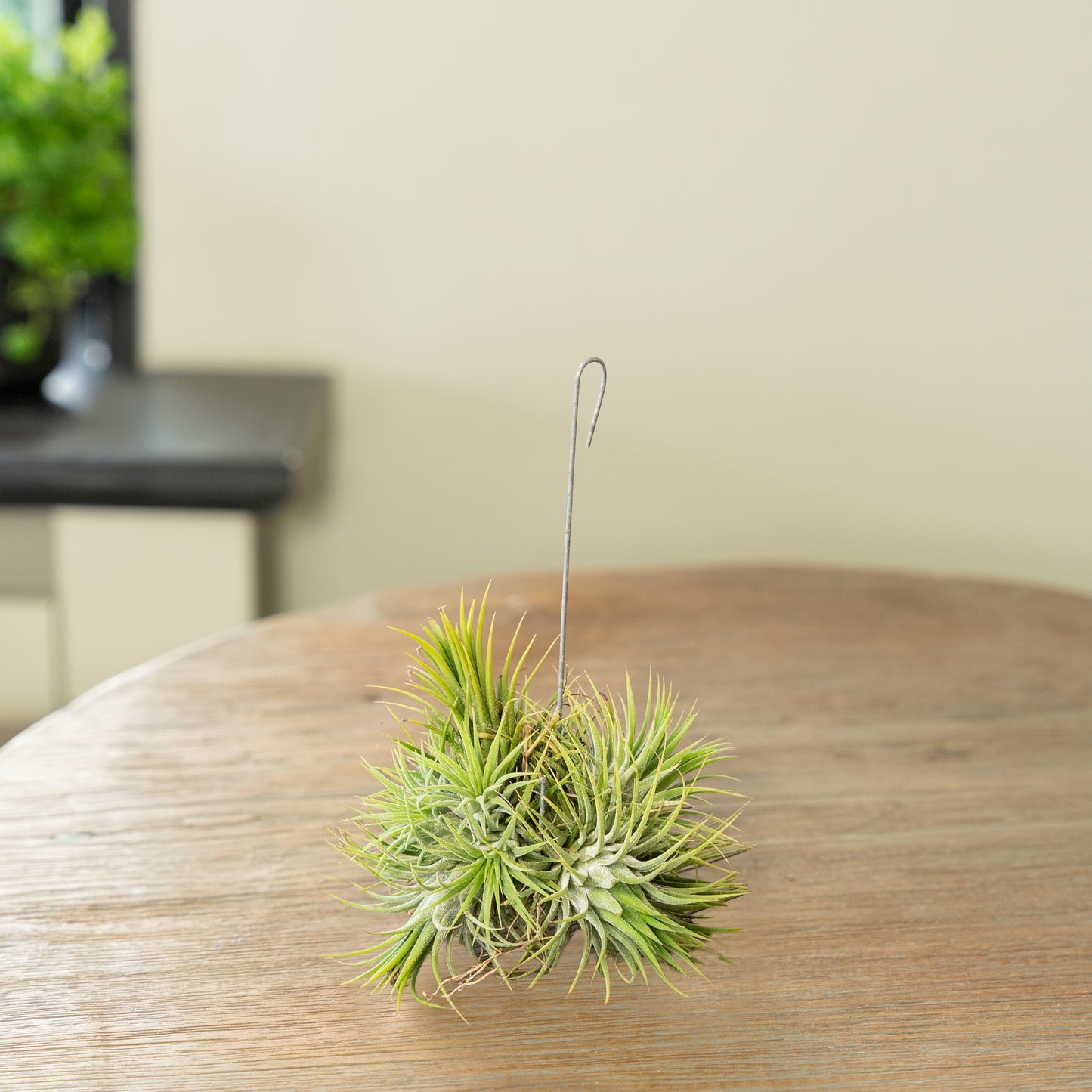 Tillandsia Spikey Silver lose