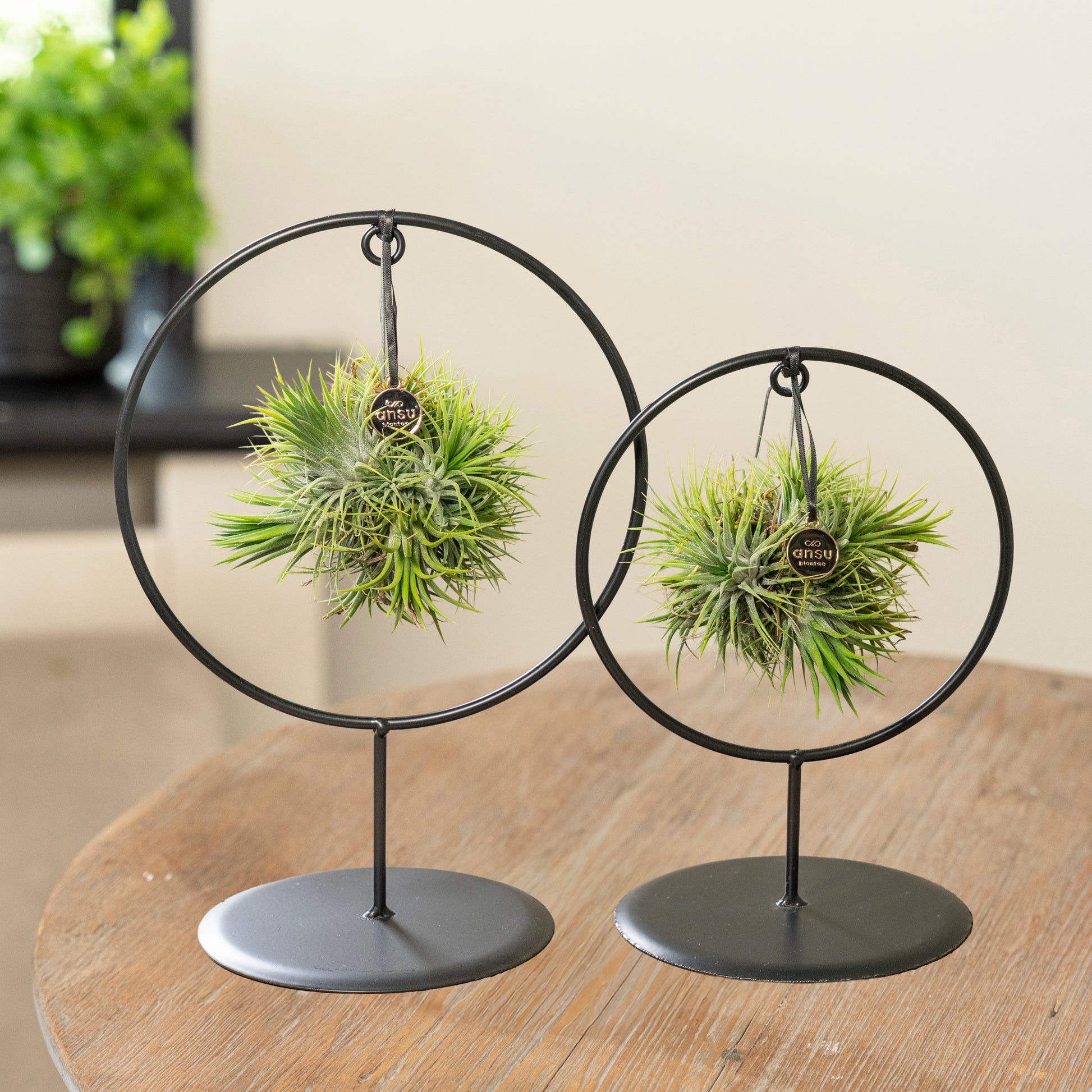Spikey Silver in cirkel rek op tafel