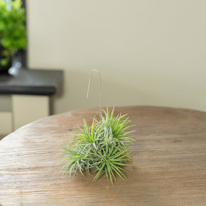 Spikey Silver medium Los