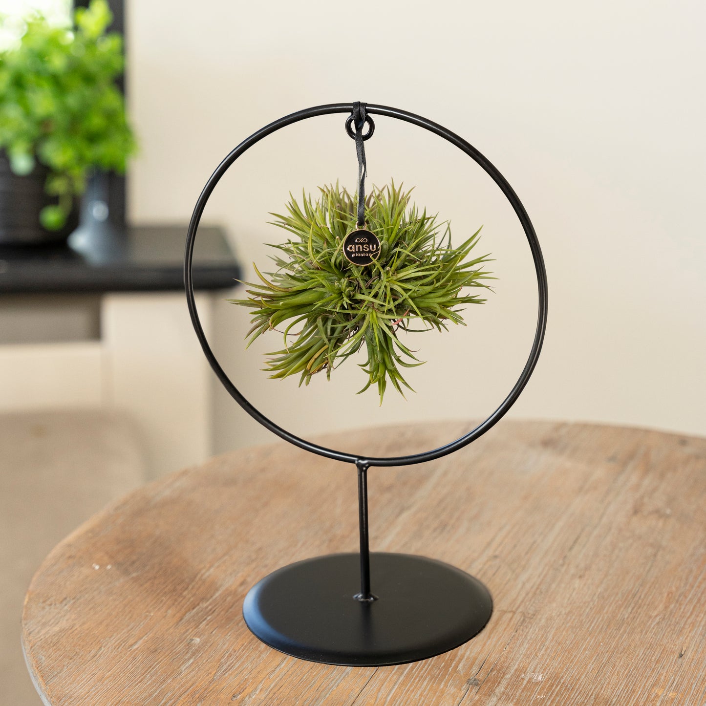 Tillandsia Spikey cirkel op tafel