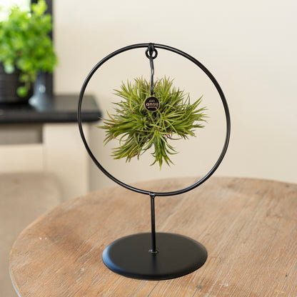 Tillandsia Spikey cirkel op tafel