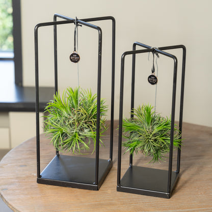 Tillandsia Spikey vierkant