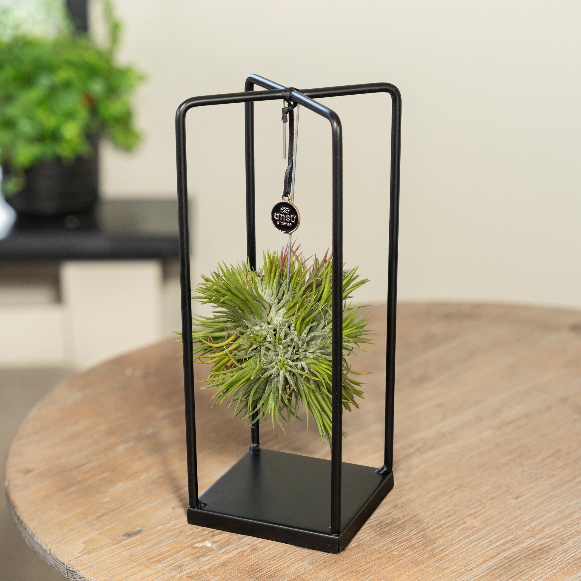 Tillandsia Spikey small vierkant op een tafel