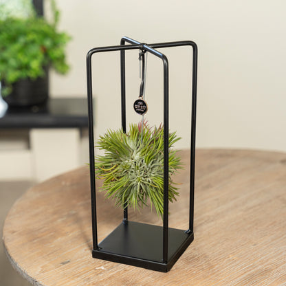 Tillandsia Spikey small vierkant op een tafel