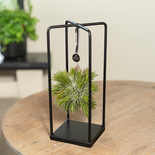 Tillandsia Spikey small vierkant op een tafel