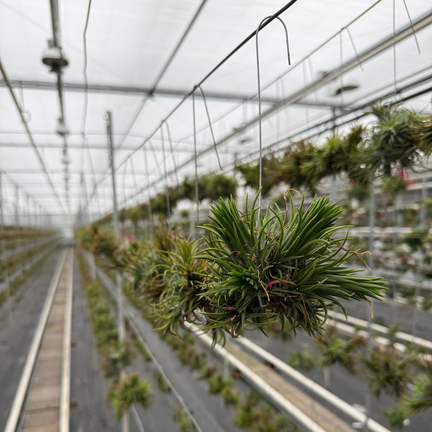 Een spikey die op een draad in de kas hangt