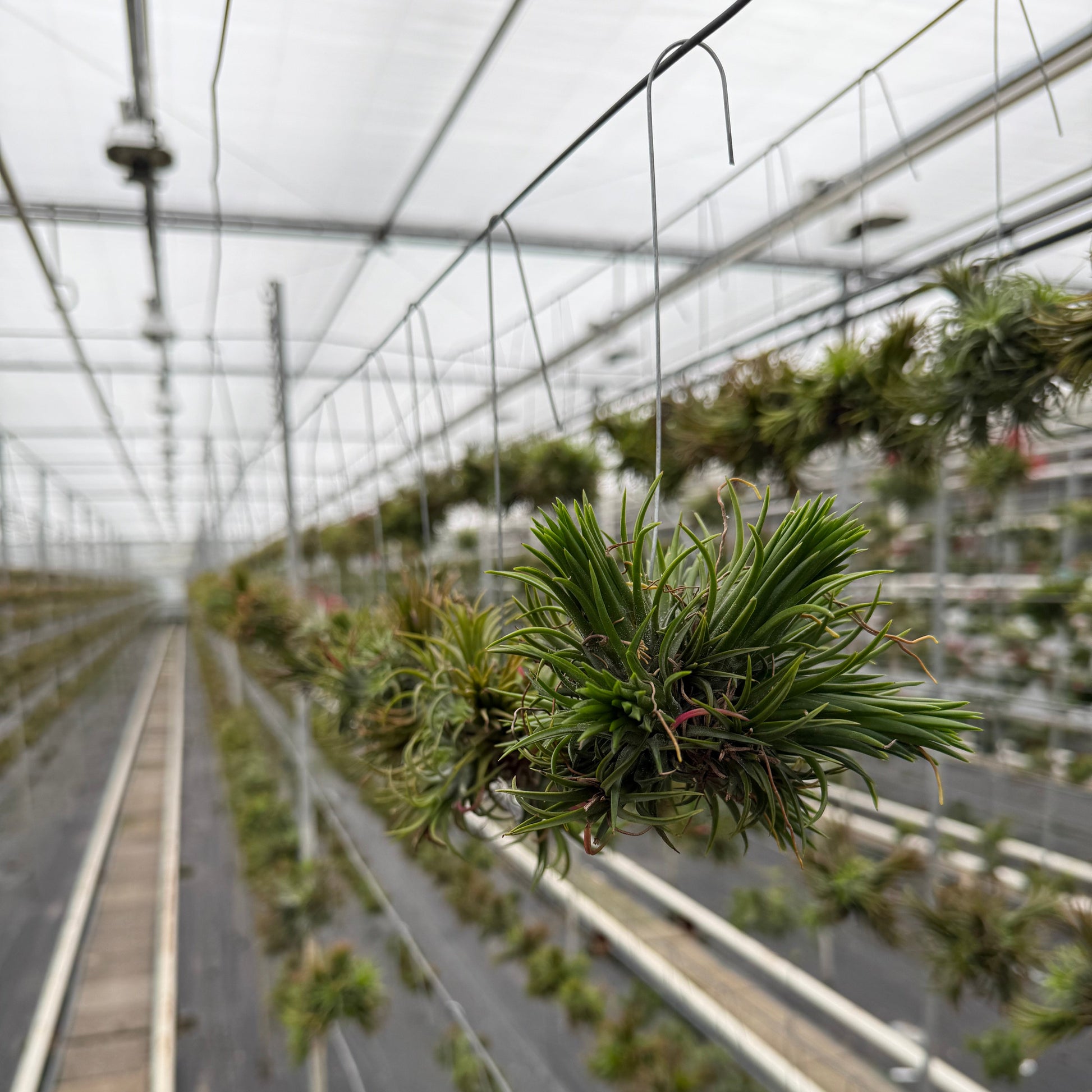 Een spikey die op een draad in de kas hangt