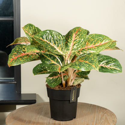 Aglaonema Spring red
