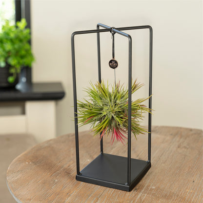 Tillandsia Spikey medium op een tafel