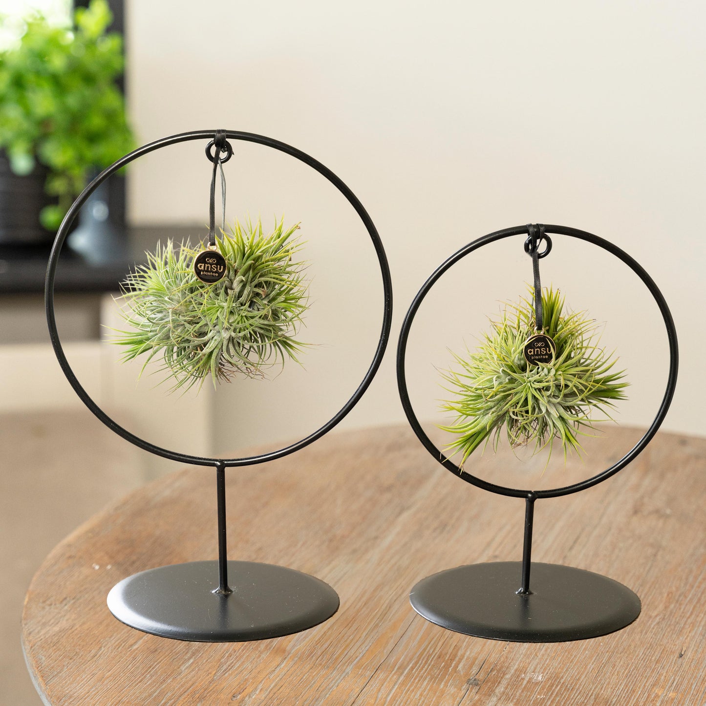 Tillandsia Spikey Silver kreisförmig