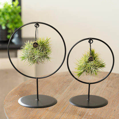 Tillandsia Spikey Silver kreisförmig