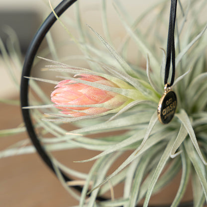 Tillandsia Silver bloei