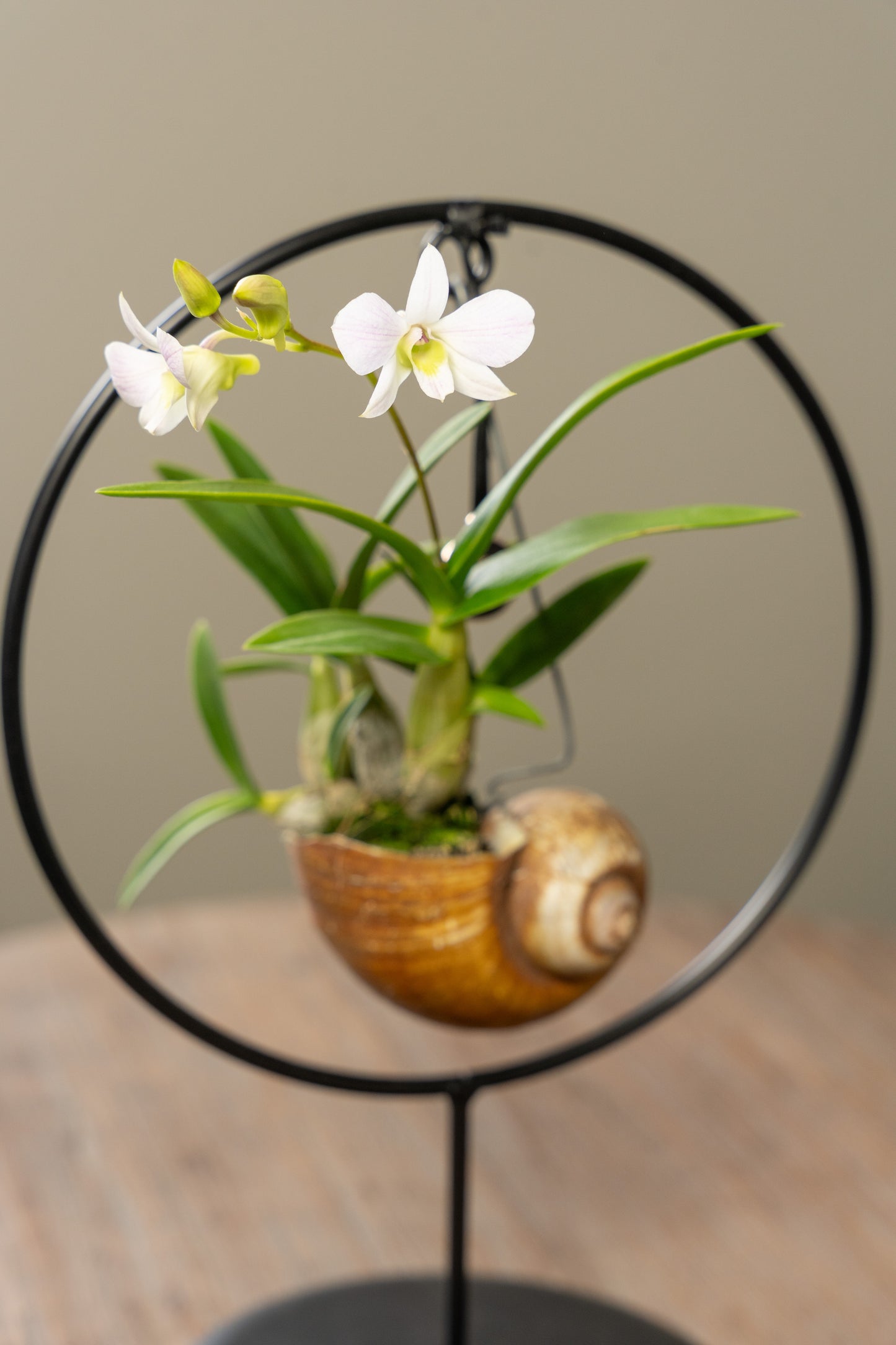 dendrobium Shelly blanc lâche