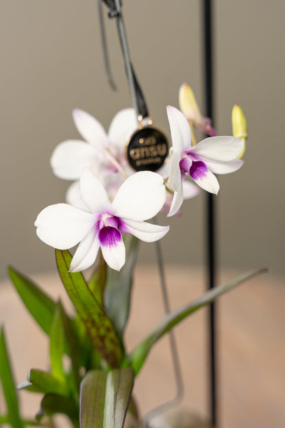 dendrobium Shelly blanc lâche