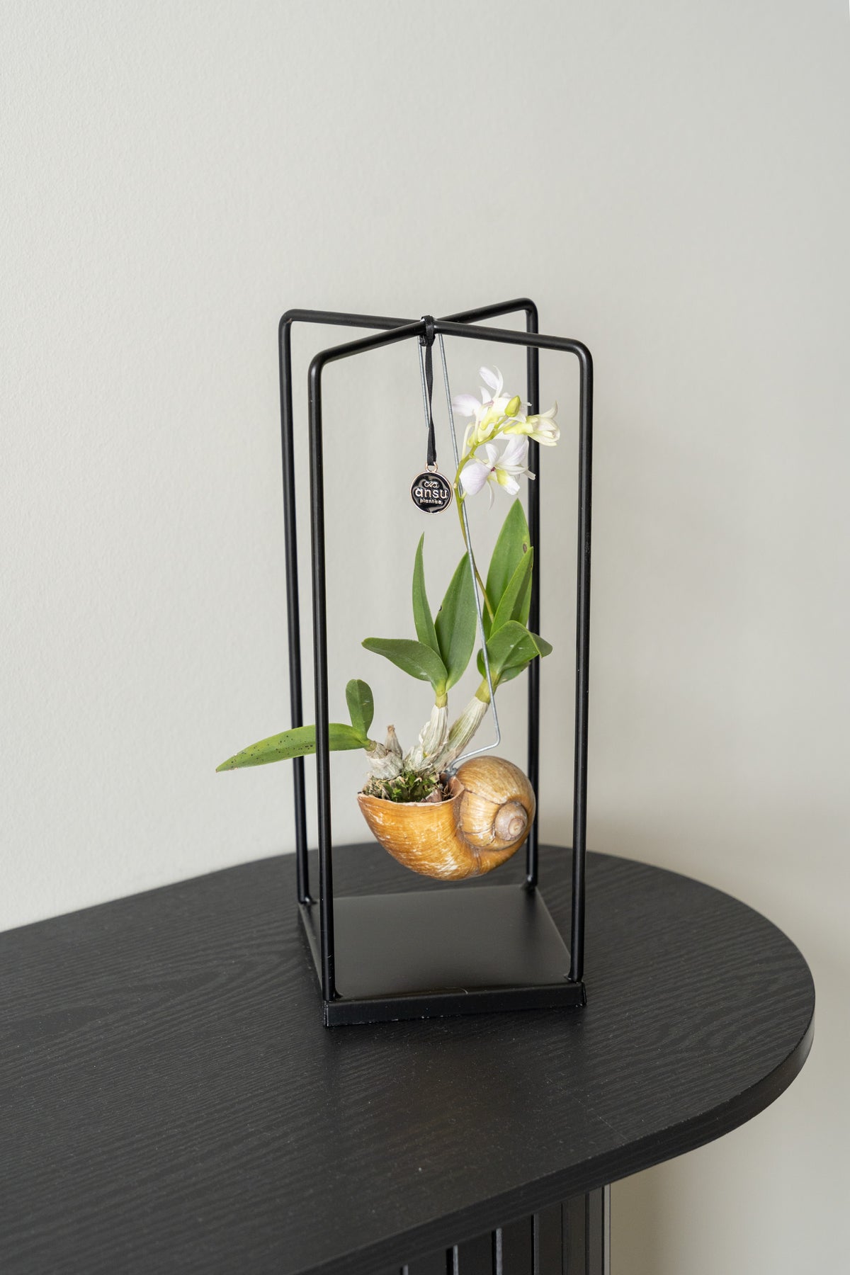 dendrobium Shelly blanc lâche
