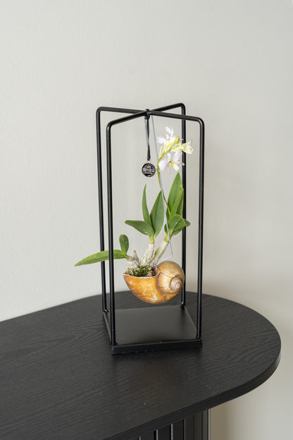 dendrobium Shelly blanc lâche