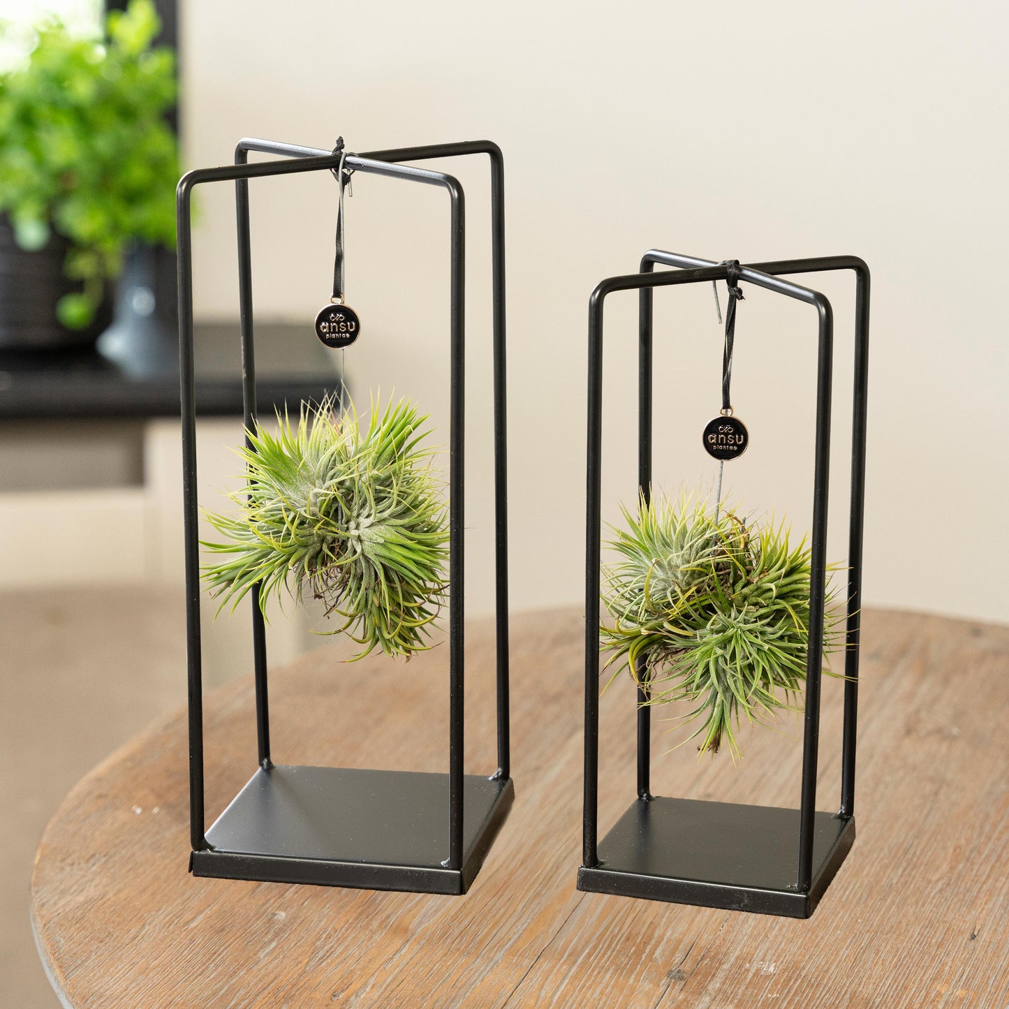 Tillandsia Spikey Silver vierkant