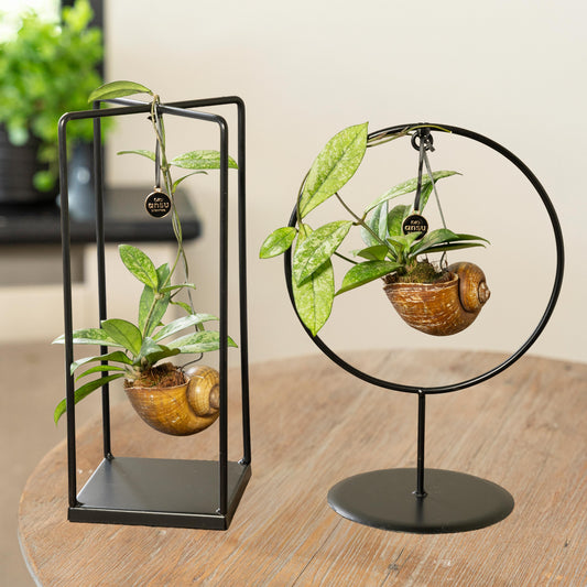 Hoya Camouflage Shelly