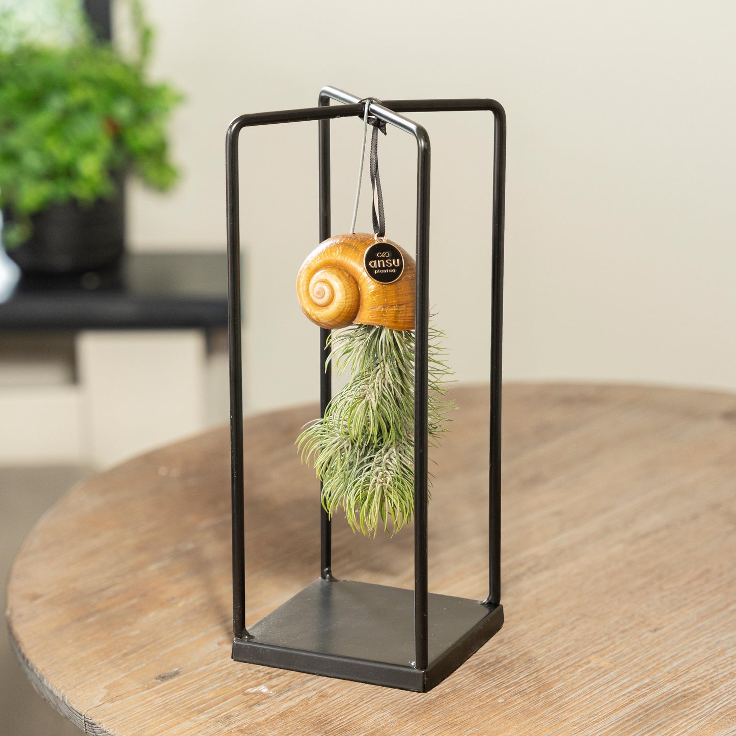 Tillandsia Seashellys