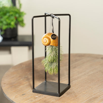 Tillandsia Seashellys