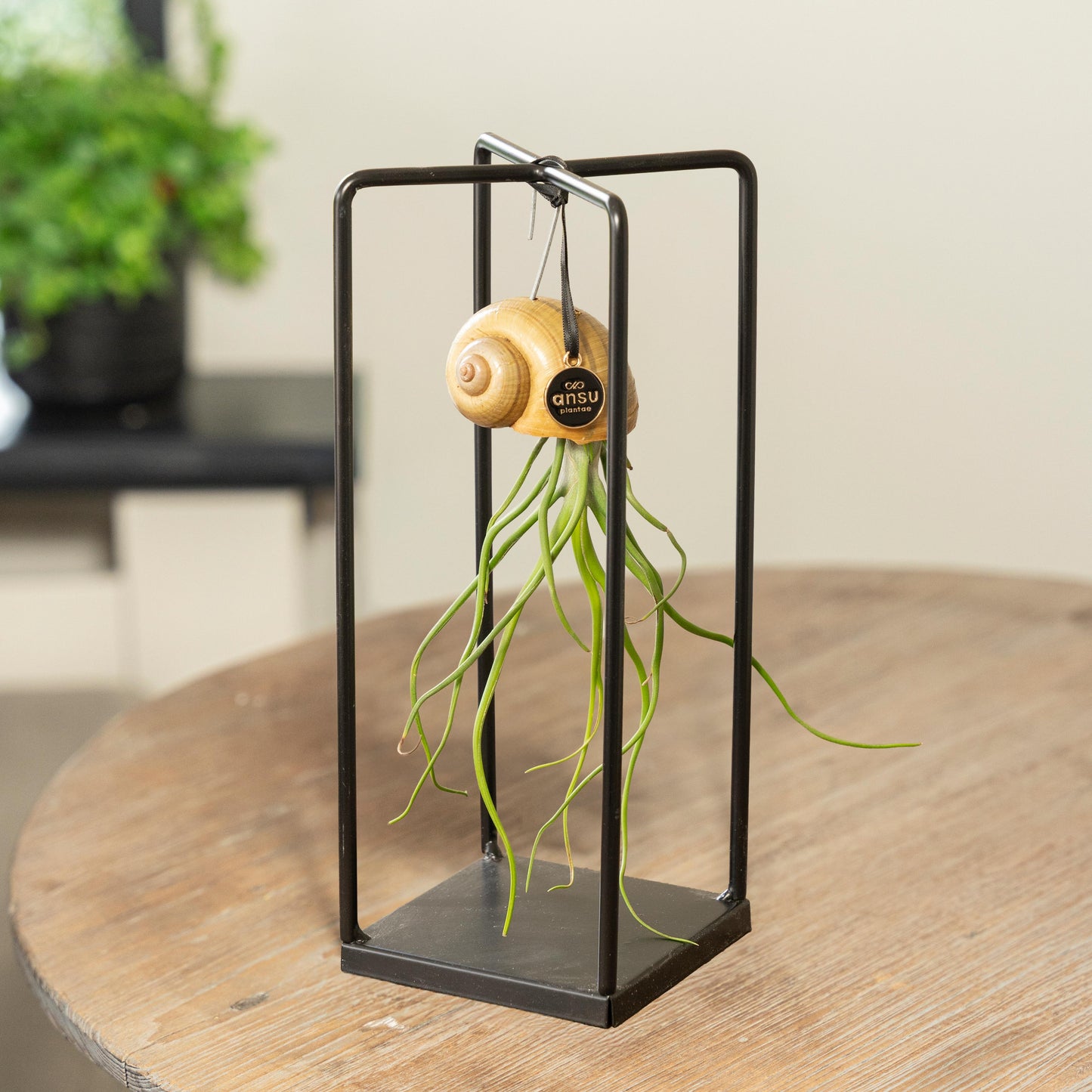 Tillandsia Seashellys