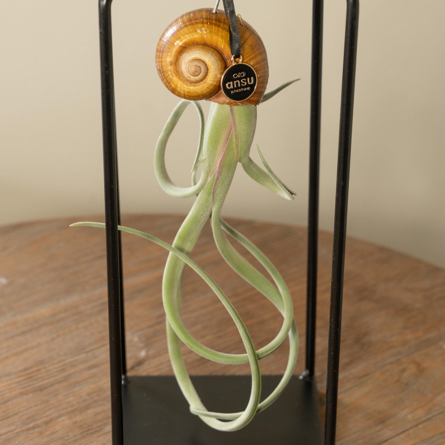 Tillandsia Seashellys