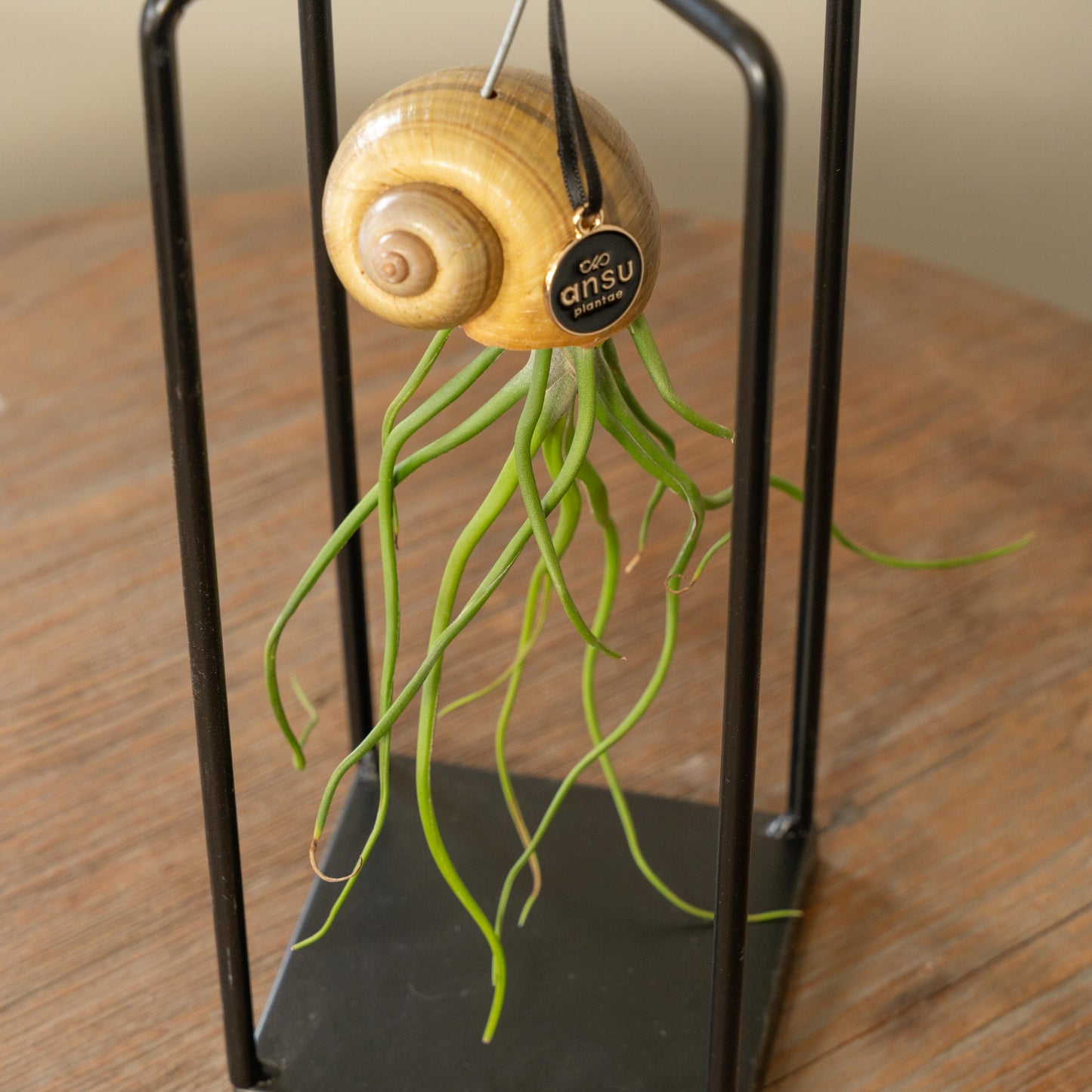 Tillandsia Seashellys