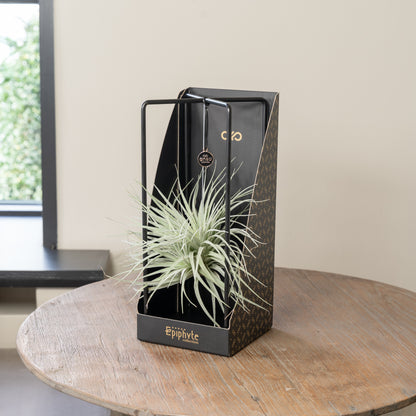 Epiphyte Giftbox