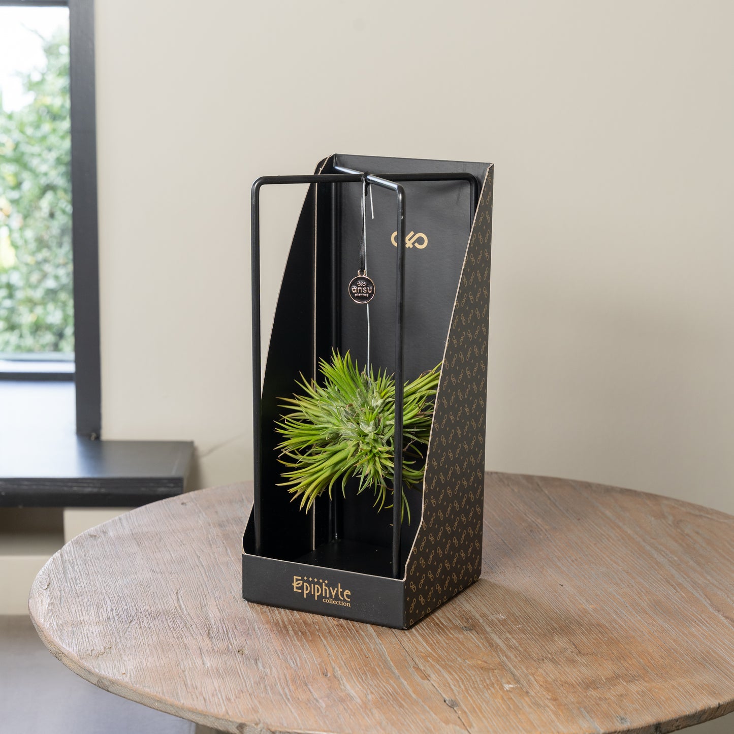 Epiphyte Giftbox