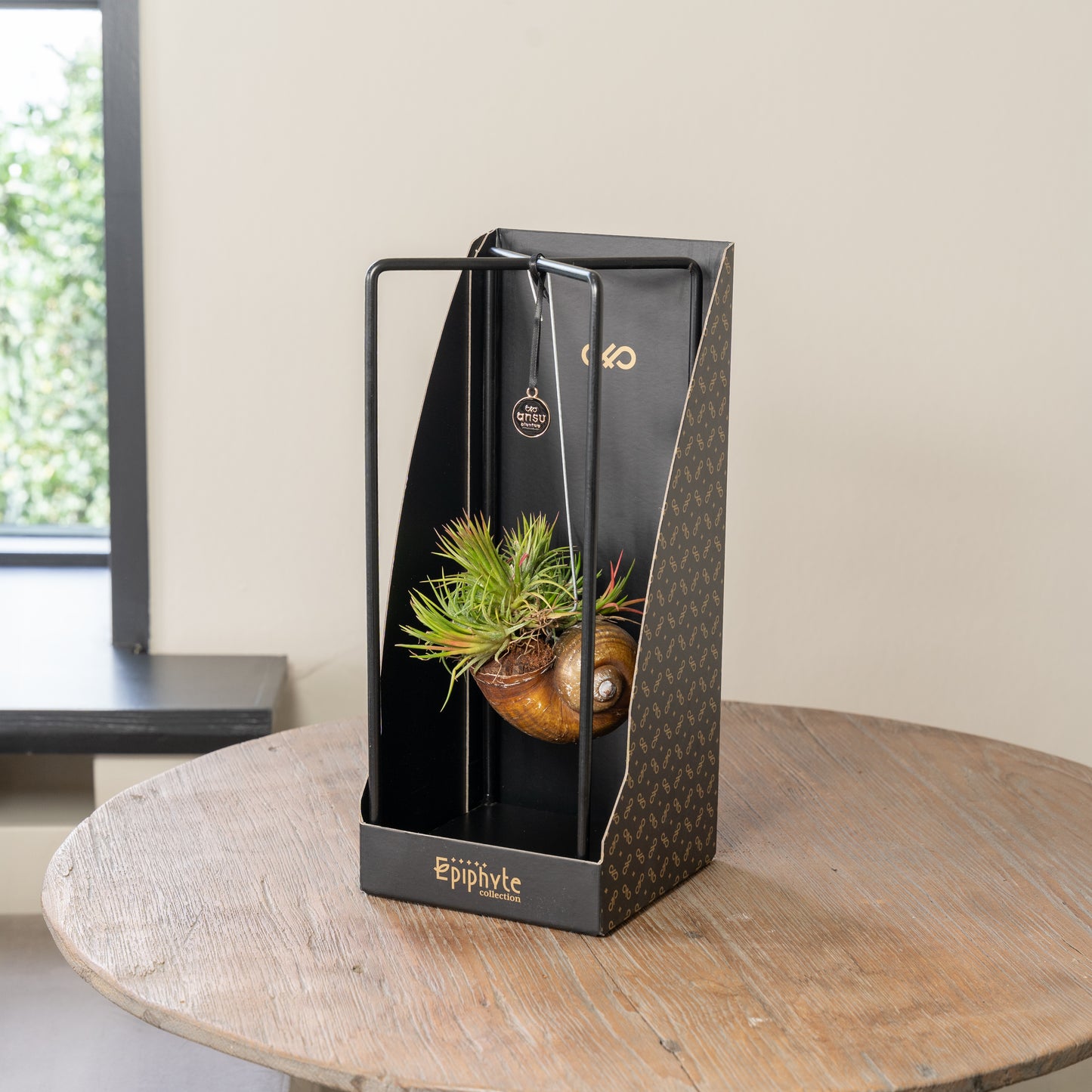 Epiphyte Giftbox