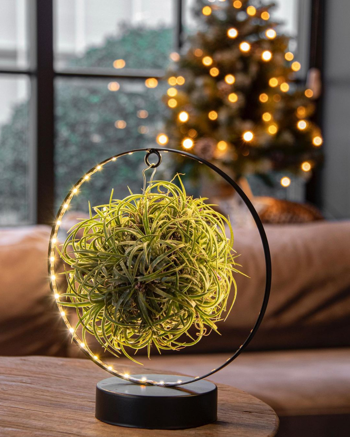 Tillandsia Led editie zwart