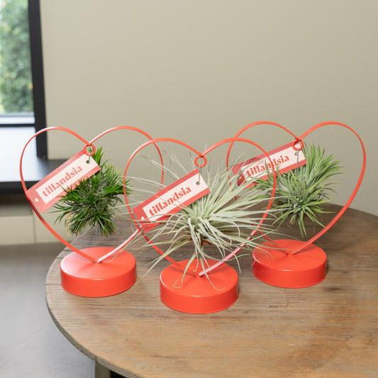 Tillandsia Love editie