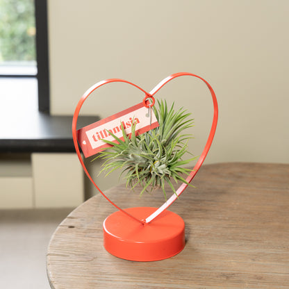 Tillandsia Love editie