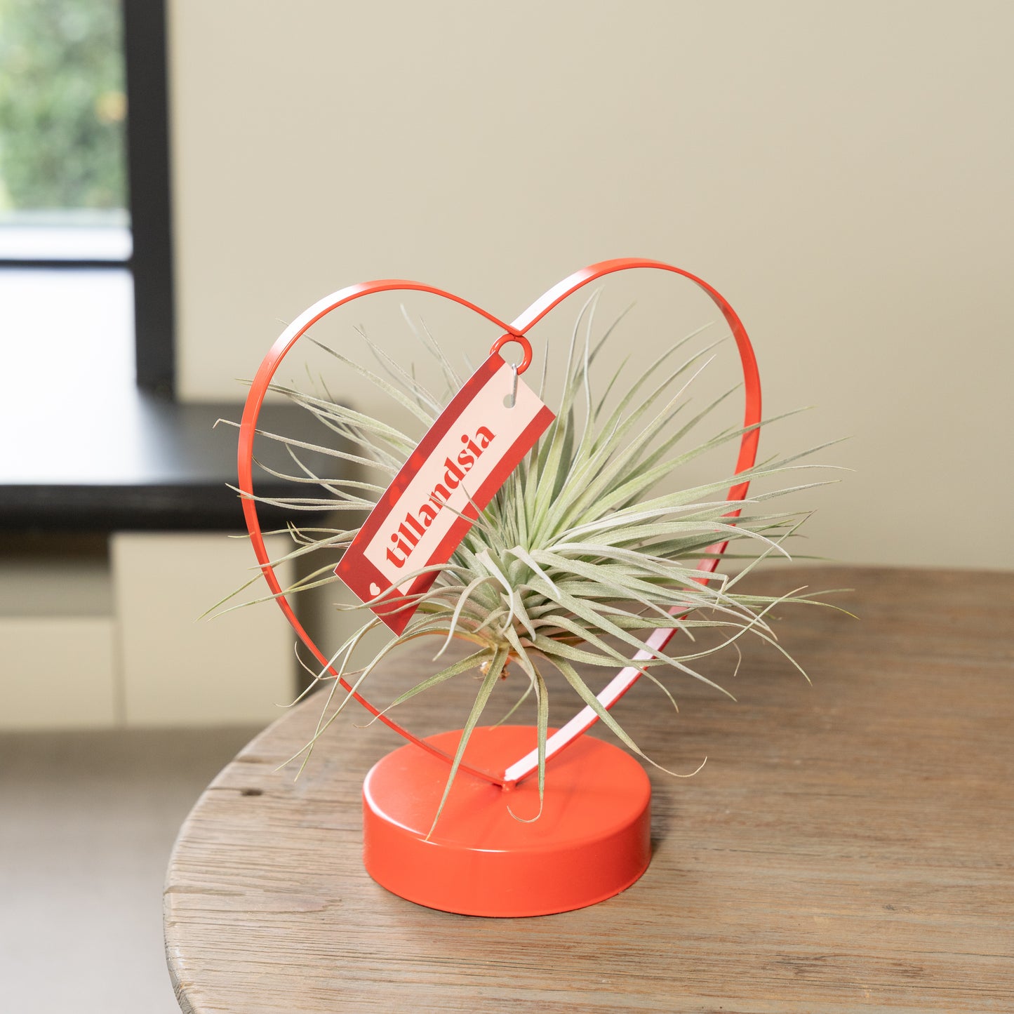 Tillandsia Love editie