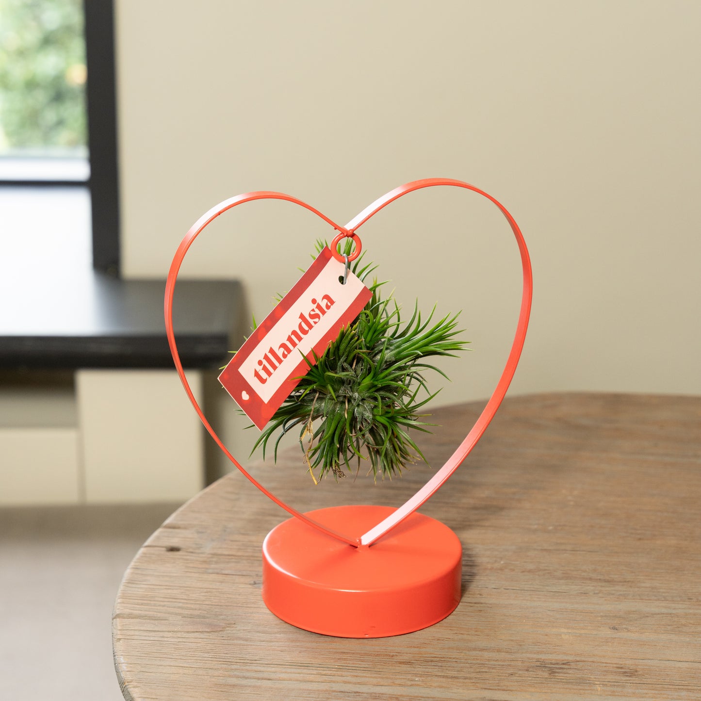 Tillandsia Love editie